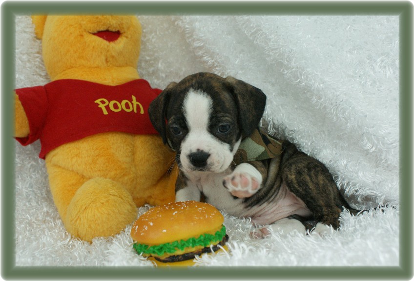 Aspen Boggle Rockin R Puppies